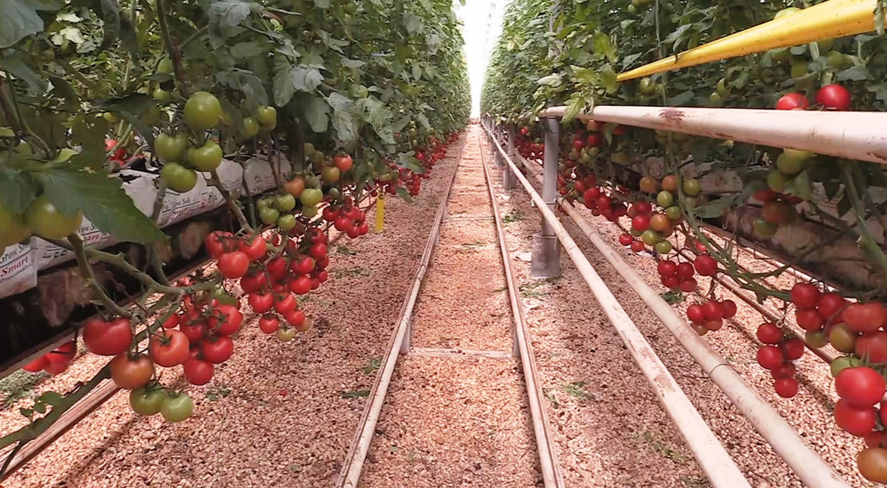 Gübre ve ilaç masrafı yok: Gıda krizine çözüm jeotermal seralar Gübre ve ilaç masrafı yok: Gıda krizine çözüm jeotermal seralar