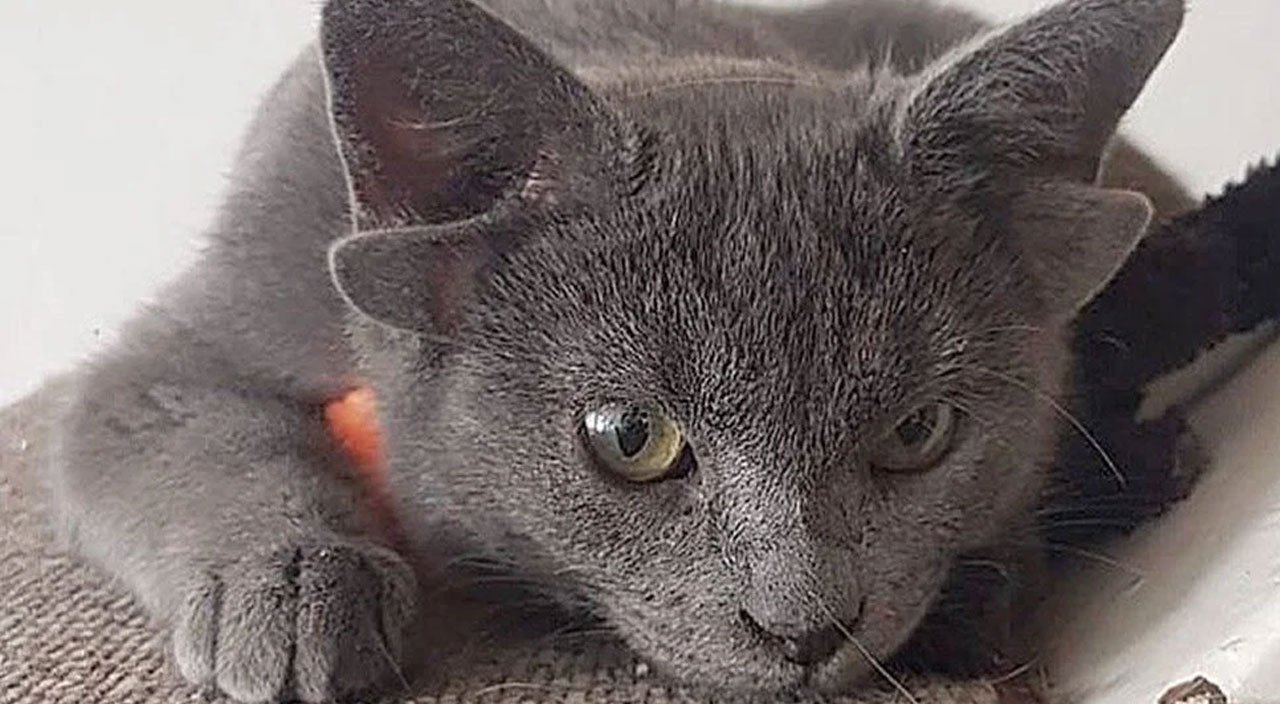 4 kulağı olan Midas sosyal medyada viral oldu 4 kulağı olan Midas sosyal medyada viral oldu