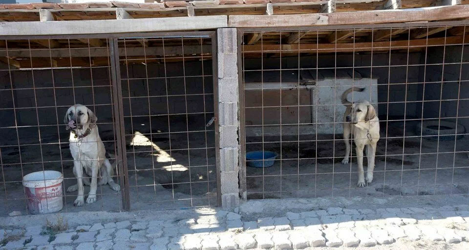 Hırsızların yeni gözdesi: Aksaray Malaklısı!