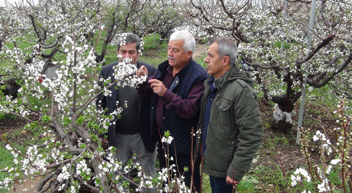 Mersin'de erik ağaçları çiçek açtı