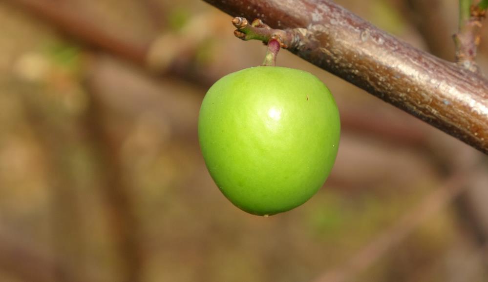 Örtü altı turfanda erik çıktı