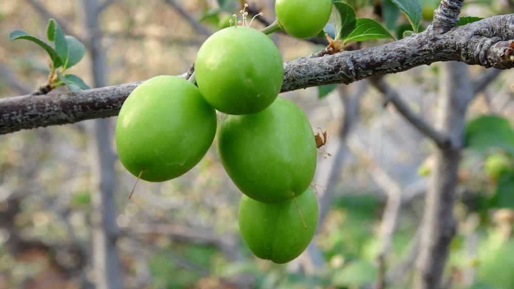 Örtü altı turfanda erik çıktı