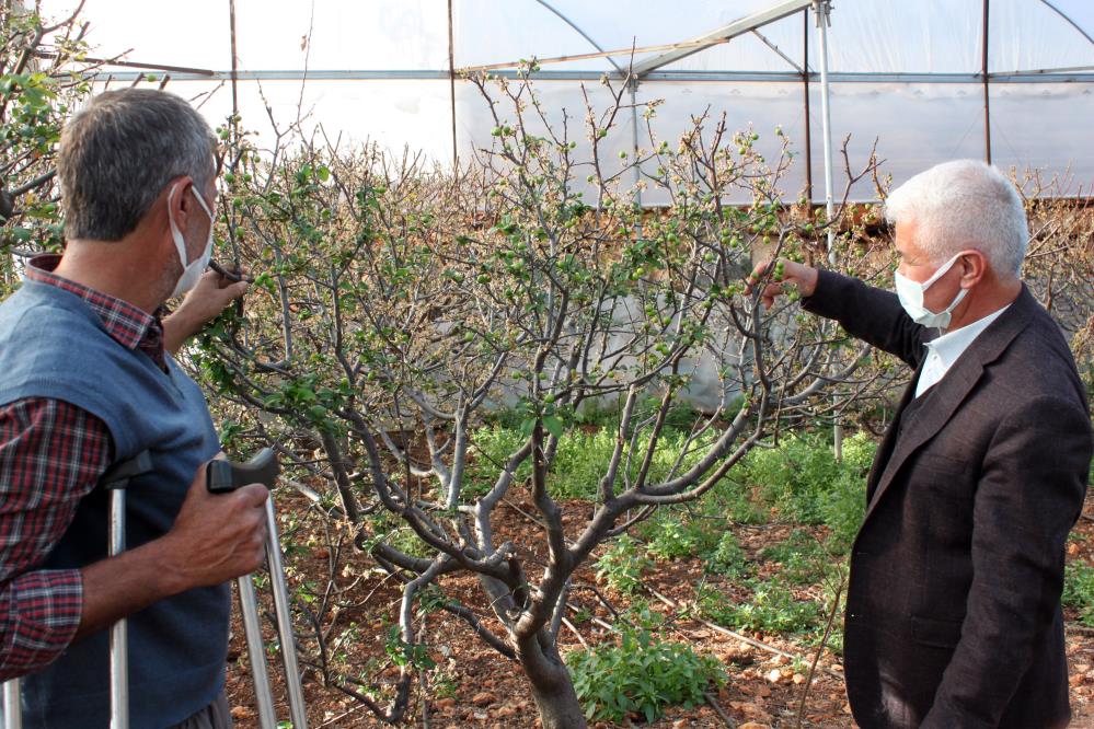Örtü altı turfanda erik çıktı