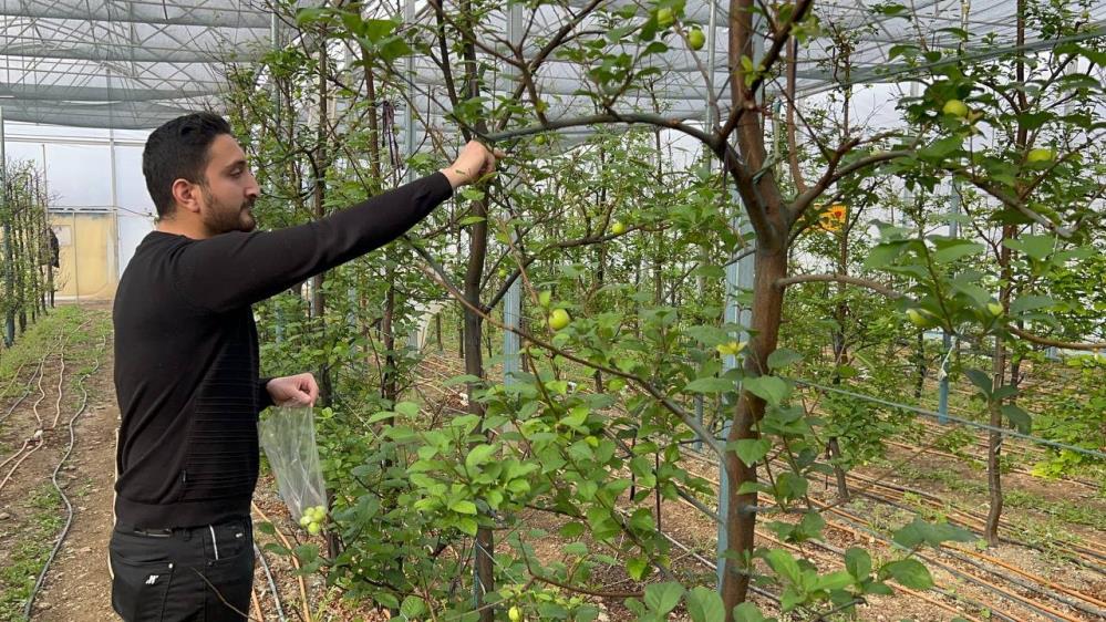 Arap şeyhlerine kilosu 2 bin liradan erik satılıyor