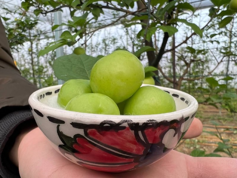 Arap şeyhlerine kilosu 2 bin liradan erik satılıyor