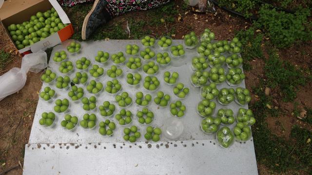 Eriğin tanesi dalında 10 lira