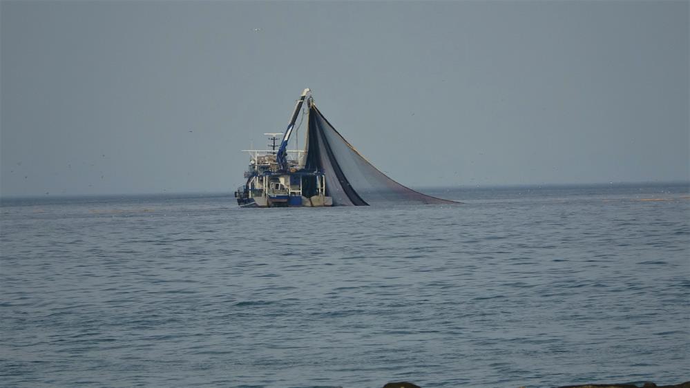 Hamsi Türkiye'yi terk etti, tezgahlar boş kaldı