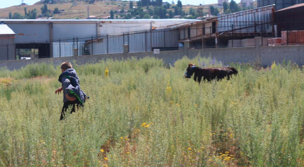 Firari kurbanlıklar ortalığı birbirine kattı: Kurban Bayramı'nda manzara yine aynı