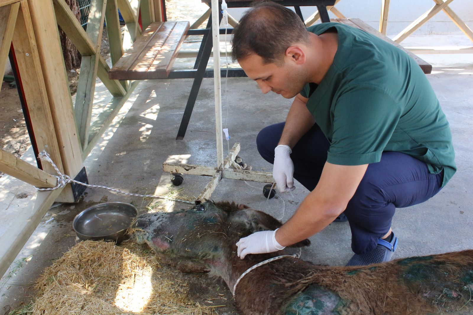 Halıya sarılıp ölüme terk edilen eşekten iyi haber