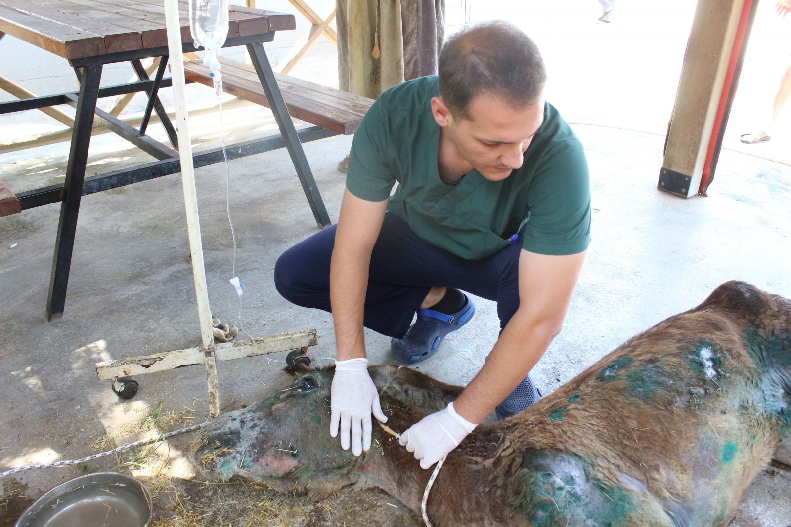 Halıya sarılıp ölüme terk edilen eşekten iyi haber