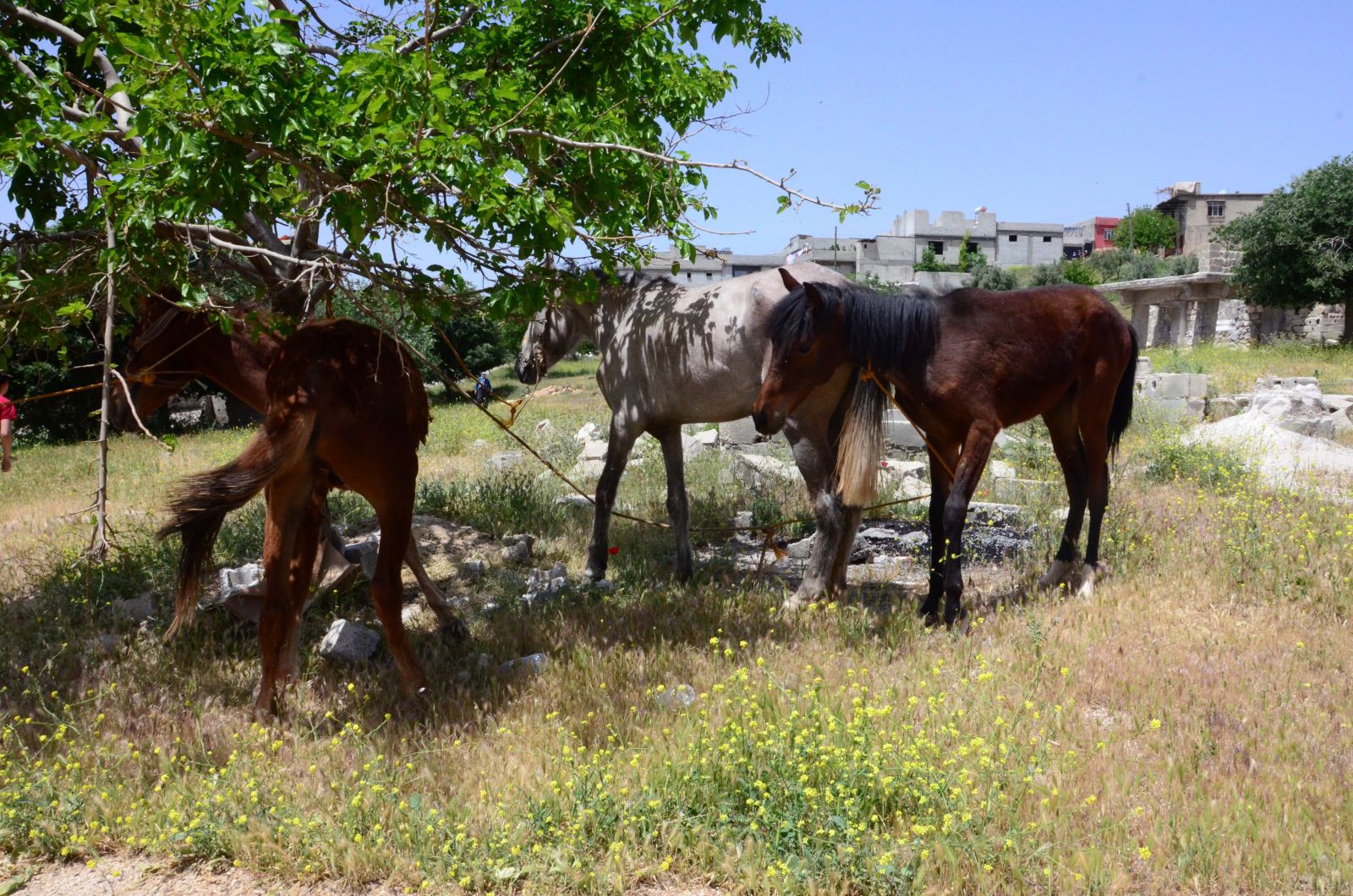 Gaziantep'te 3.5 ton at ve eşek eti ele geçirildi!