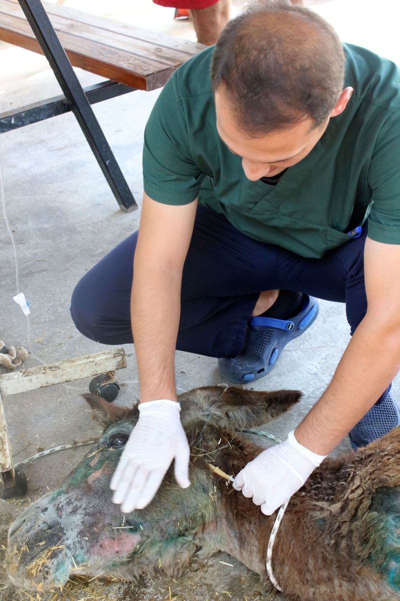 Halıya sarılıp ölüme terk edilen eşekten iyi haber