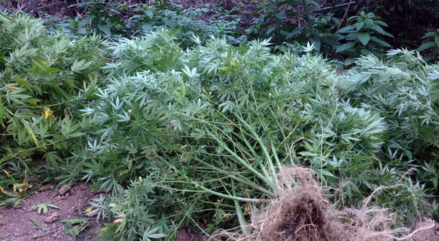 Sakarya’da 31 kilogram kubar esrar ele geçirildi