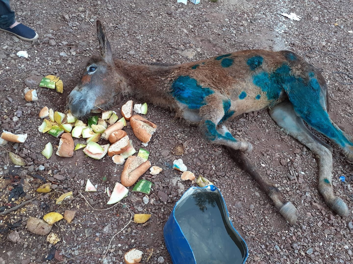 Eşeği halıya sarıp ormanda ölüme terk ettiler