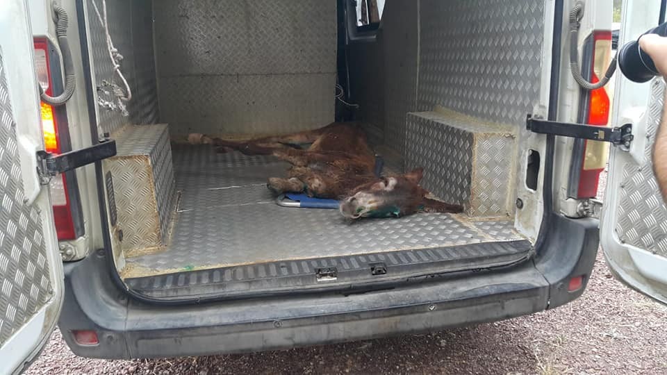 Eşeği halıya sarıp ormanda ölüme terk ettiler