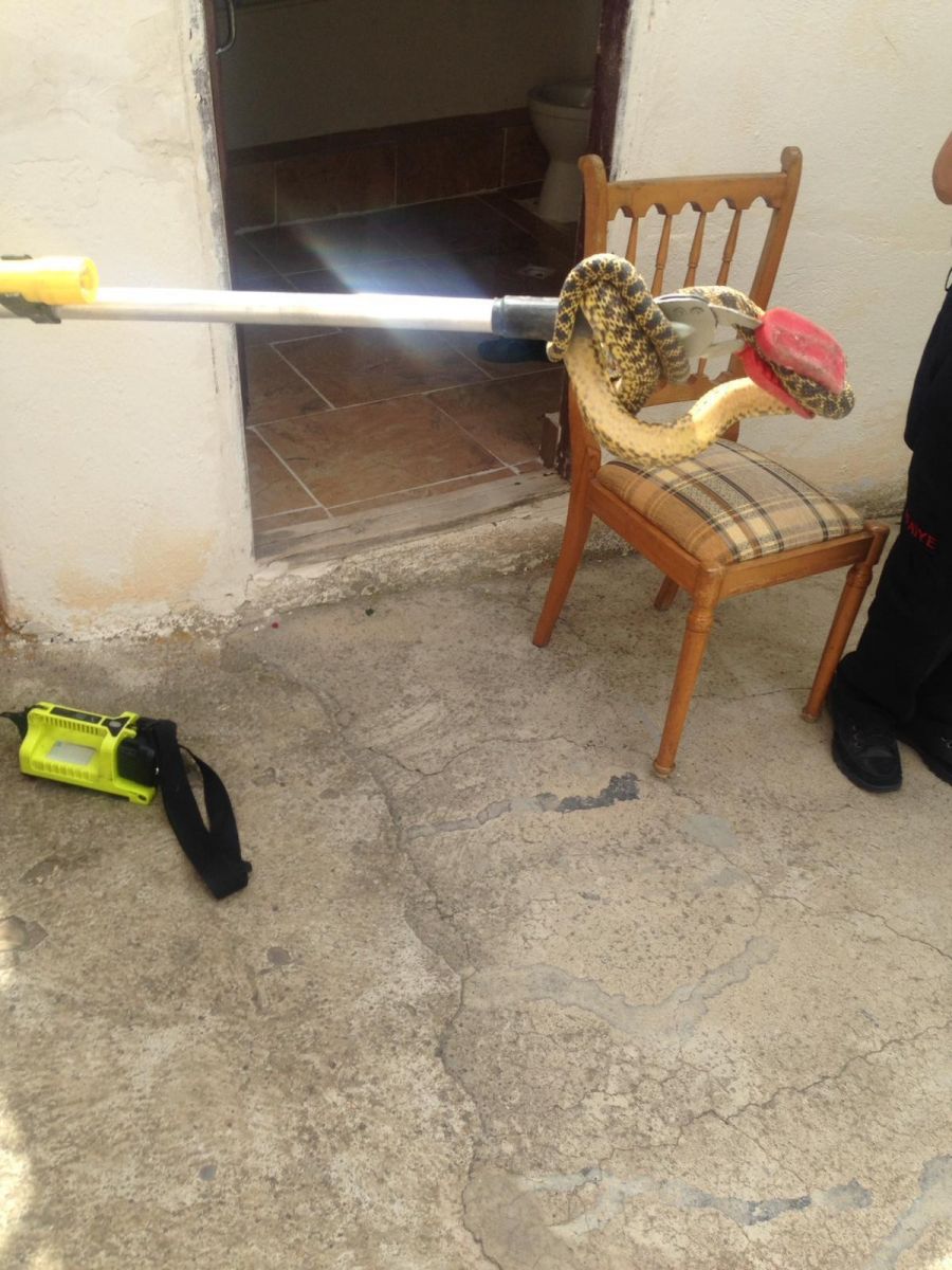 Eve giren yılanı itfaiye çıkardı