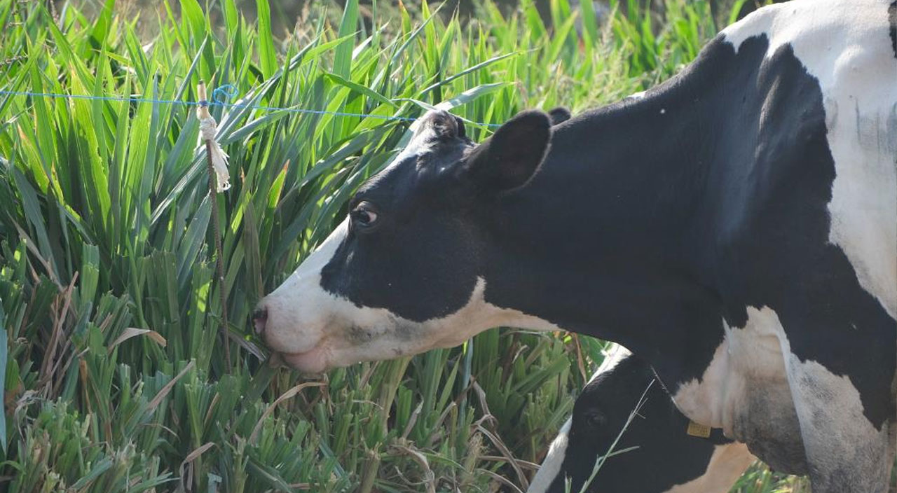 10 yaşındaki kızı internetten gördü, ailenin hayatı değişti! Sonuca inanamıyorlar...