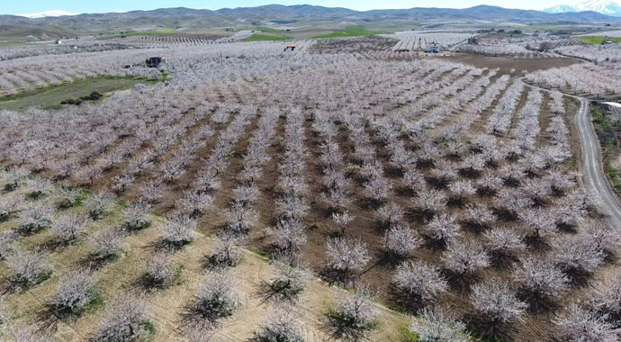 Çiçeklenen kayısı ağaçları ile Malatya beyaza büründü