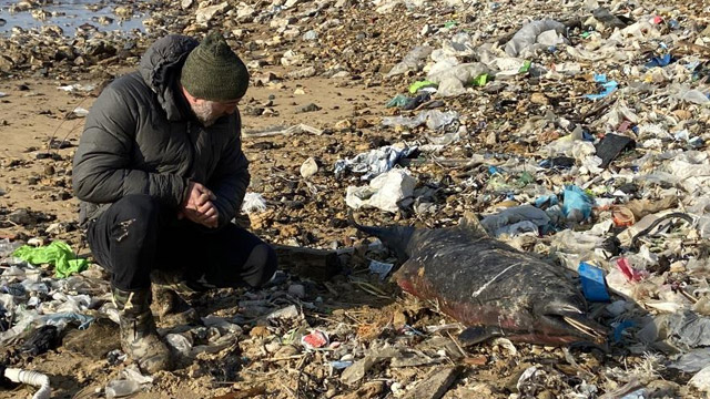 Eyüpsultan sahilinde korkutan görüntü, 24 ölü yunus balığı kıyıya vurdu