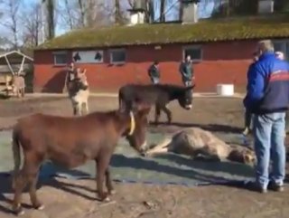 Eşekler ölen arkadaşlarının başında ağladı