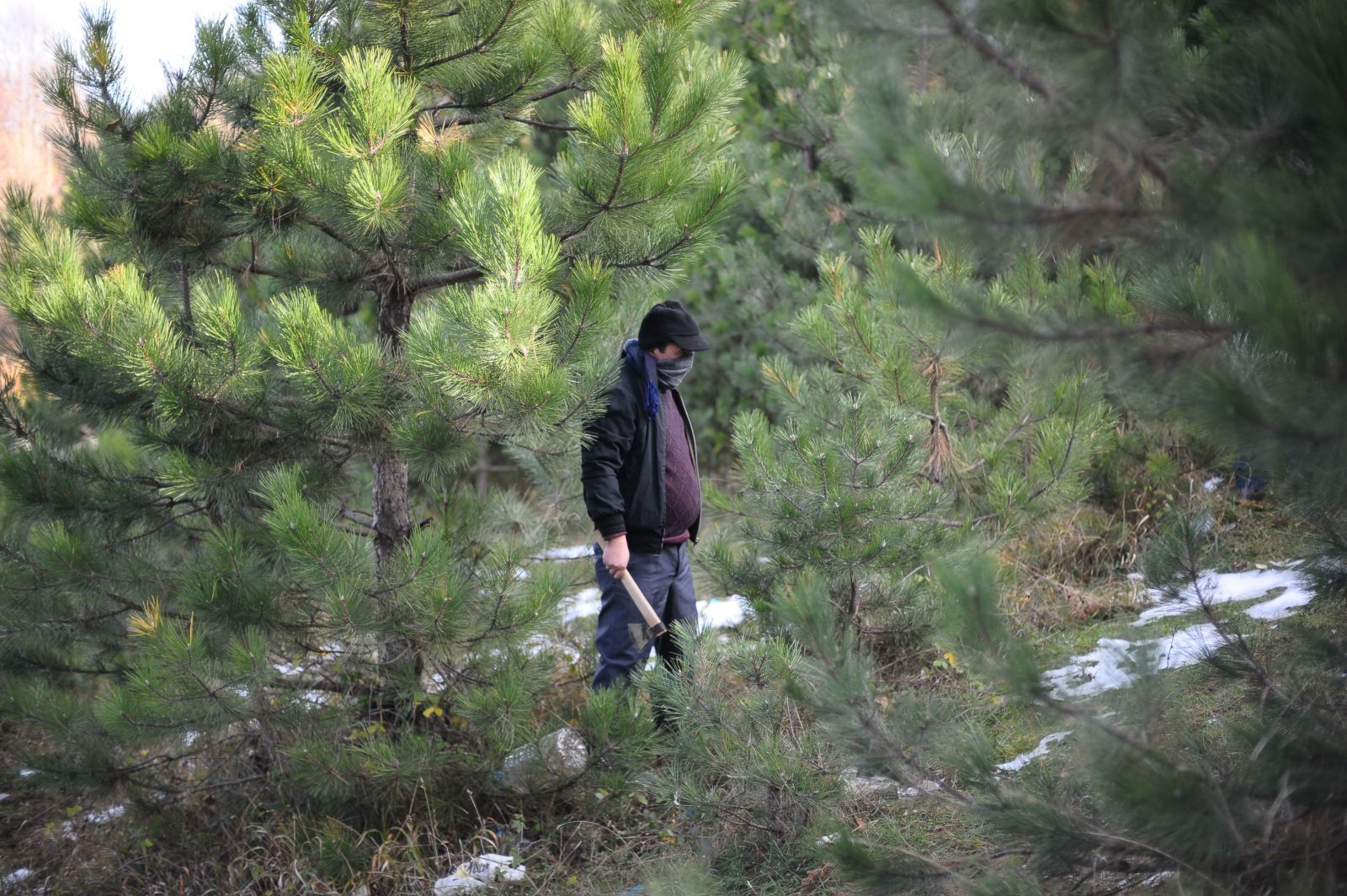 Uludağ’da yılbaşı öncesi fidan nöbeti