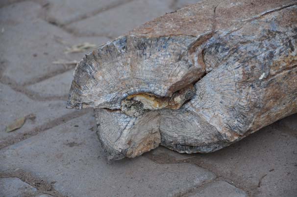 Nevşehir'de fil dişi fosili bulundu