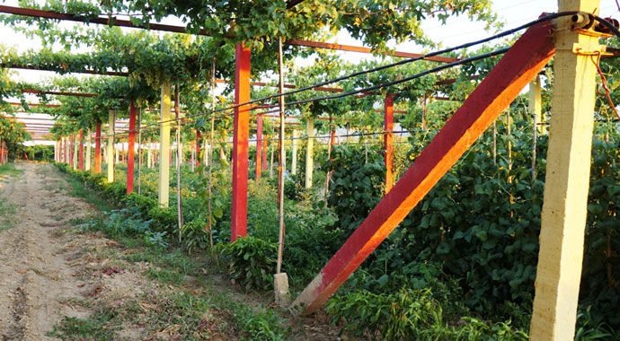 Fanatik taraftardan Fatih Terim'e davet