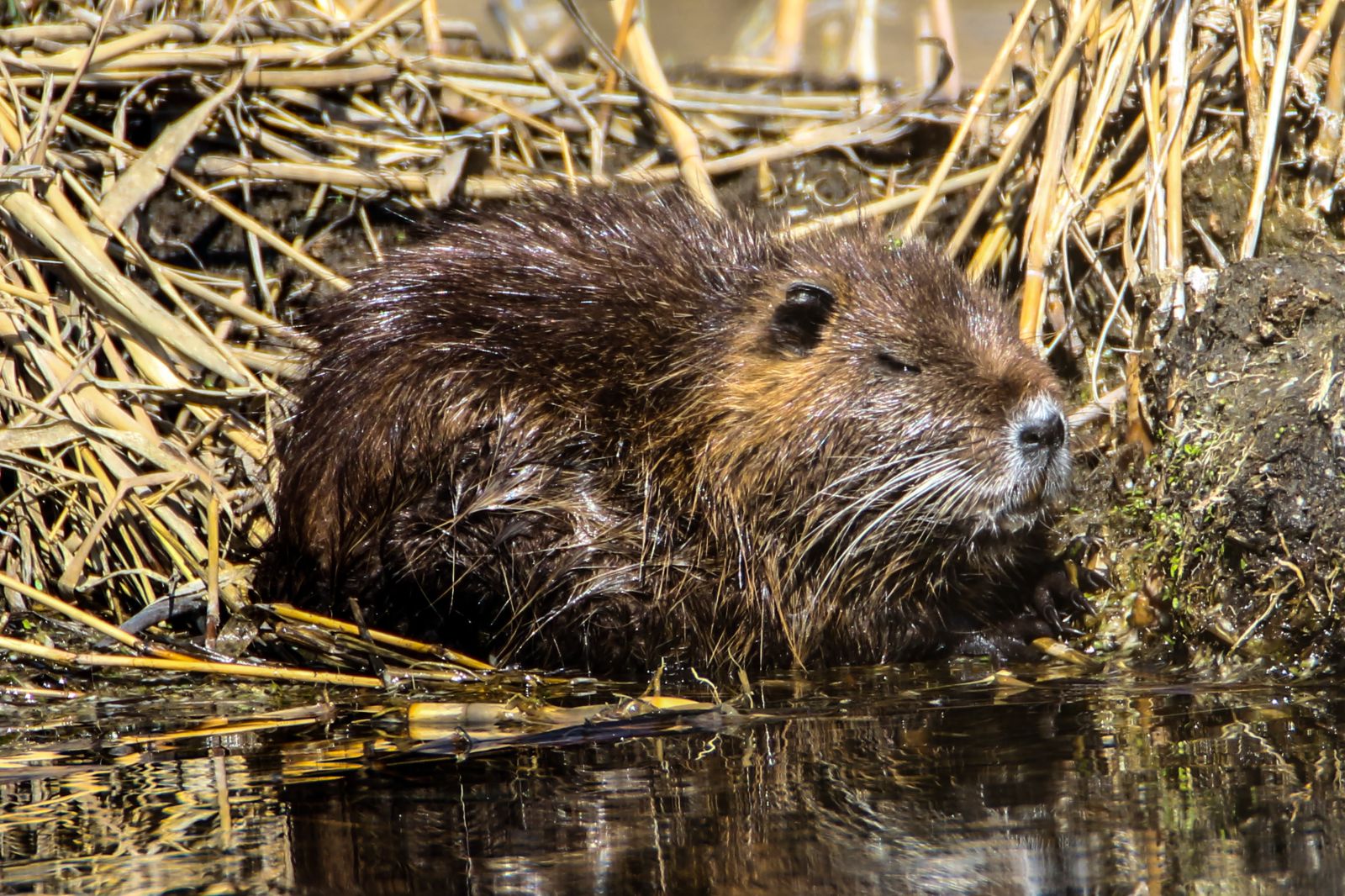 'Esrarengiz fareler' Ağrı Dağı'nı sevdi