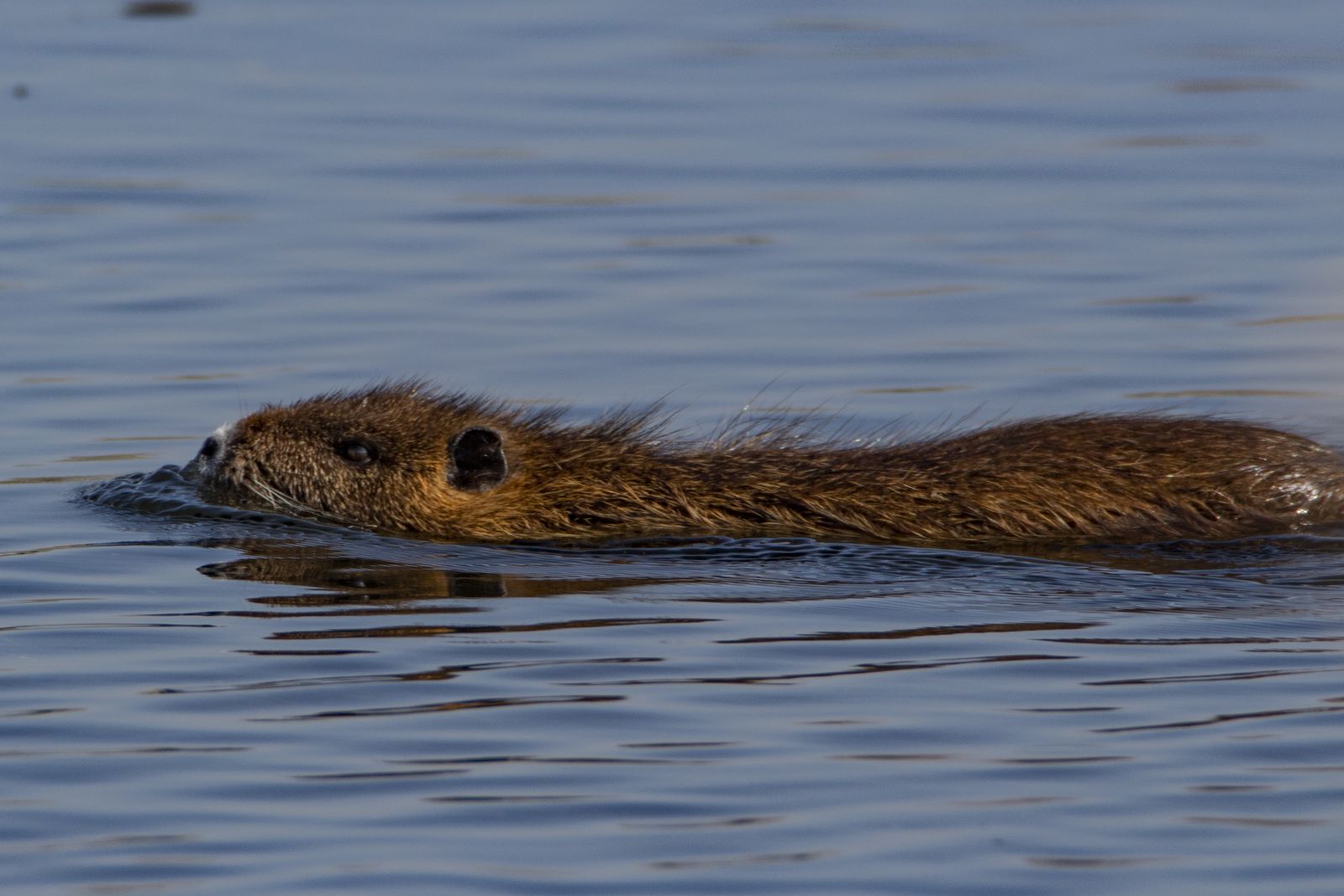 'Esrarengiz fareler' Ağrı Dağı'nı sevdi