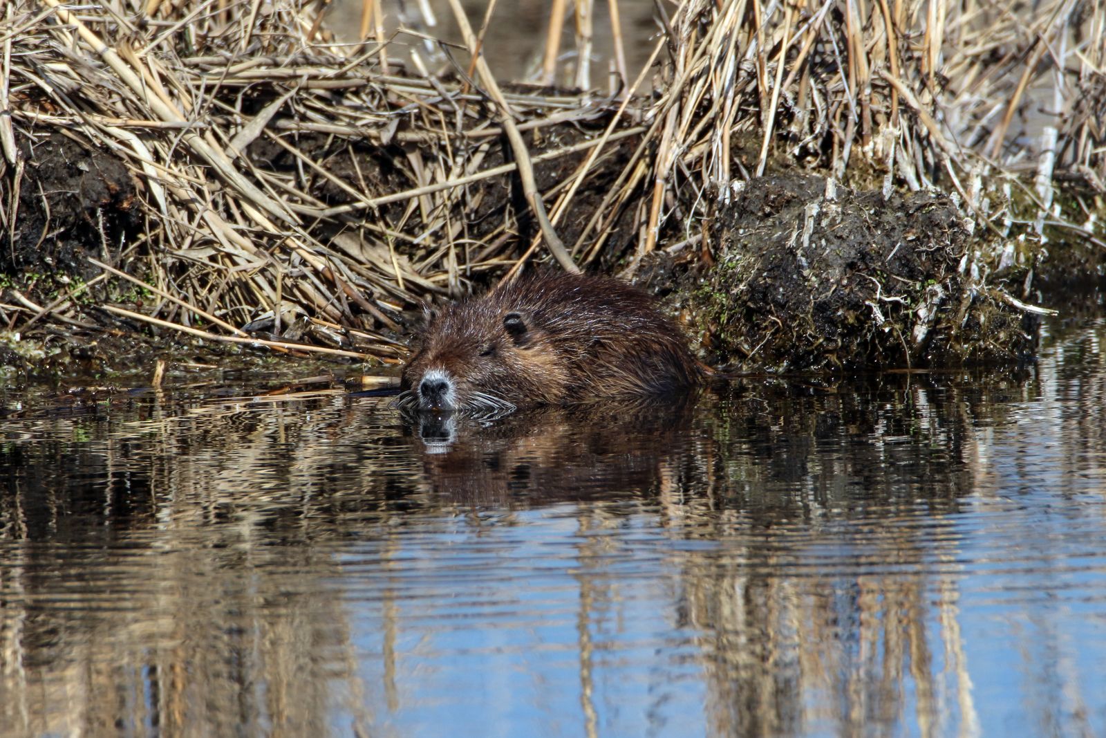 'Esrarengiz fareler' Ağrı Dağı'nı sevdi
