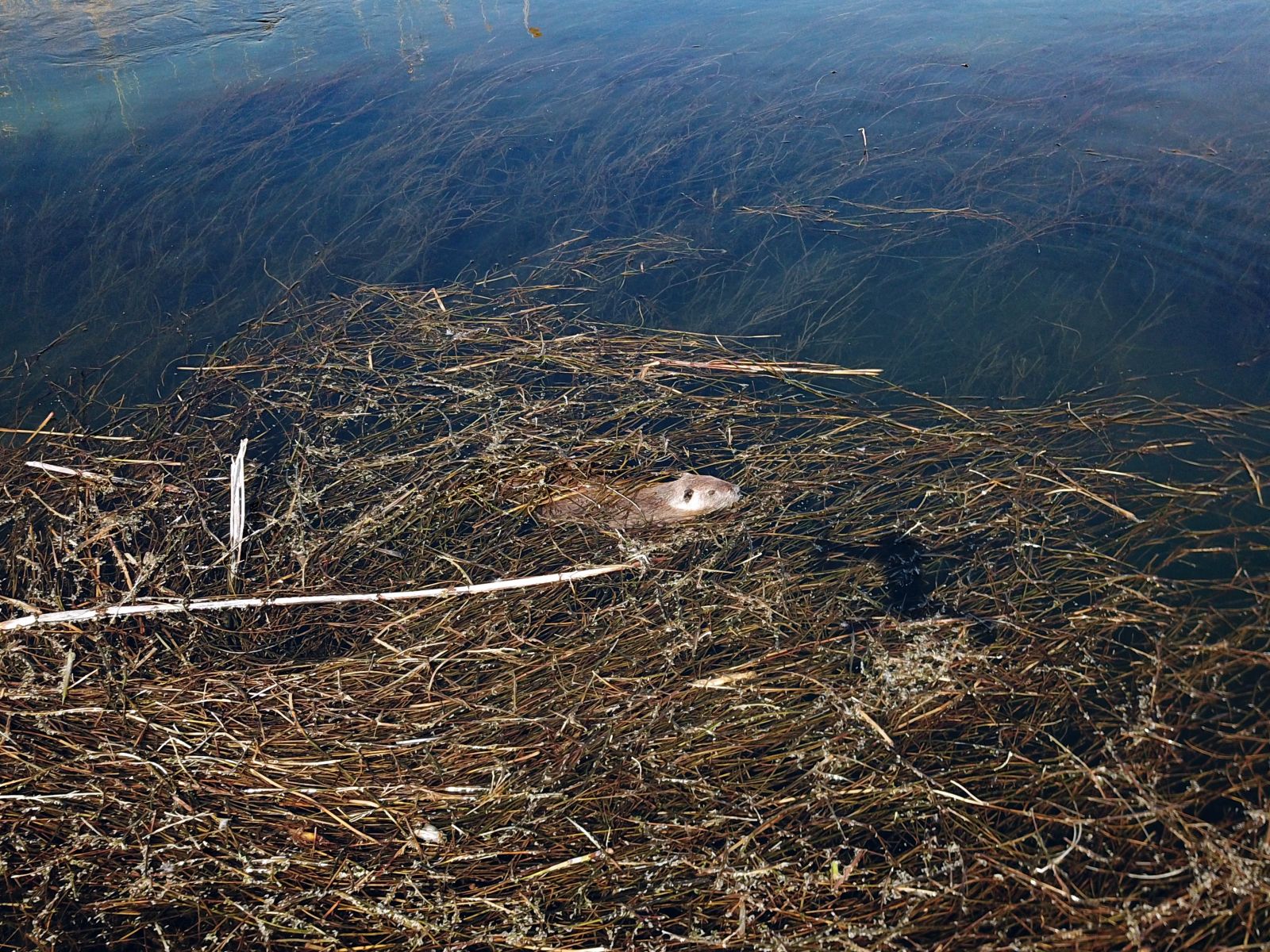 'Esrarengiz fareler' Ağrı Dağı'nı sevdi