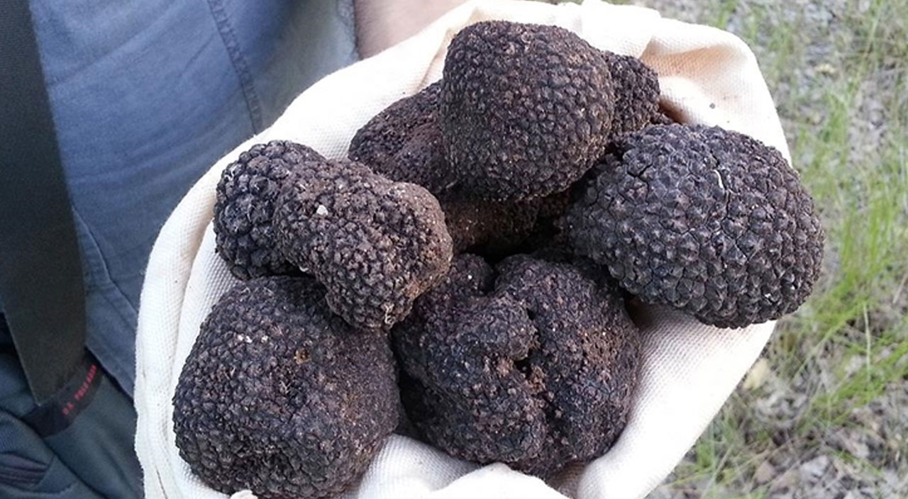 Kilosu 4 bin euro! Toplayan paraya para demiyor! Samsun'da da üretilecek