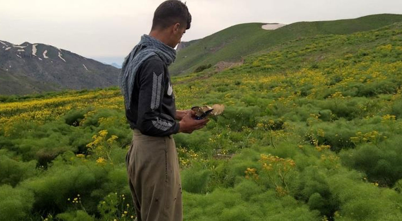 Sipariş üzerine toplanıyor: Kırmızı etin yerine tüketiliyor
