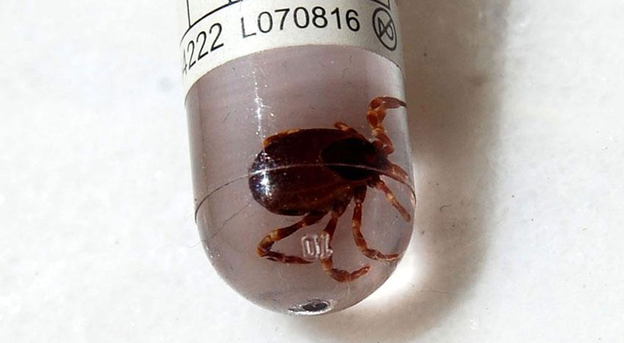 Kene kabusu geri döndü: Kırım Kongo Kanamalı Ateşi nedeniyle tedavi gören kişi kurtarılamadı