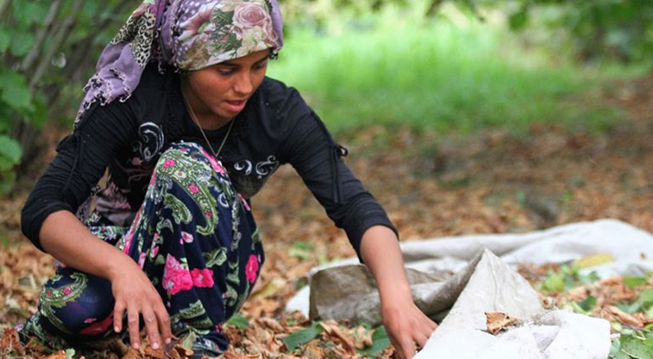 Fındık işçilerinin yevmiyesi belli oldu Fındık işçilerinin yevmiyesi belli oldu