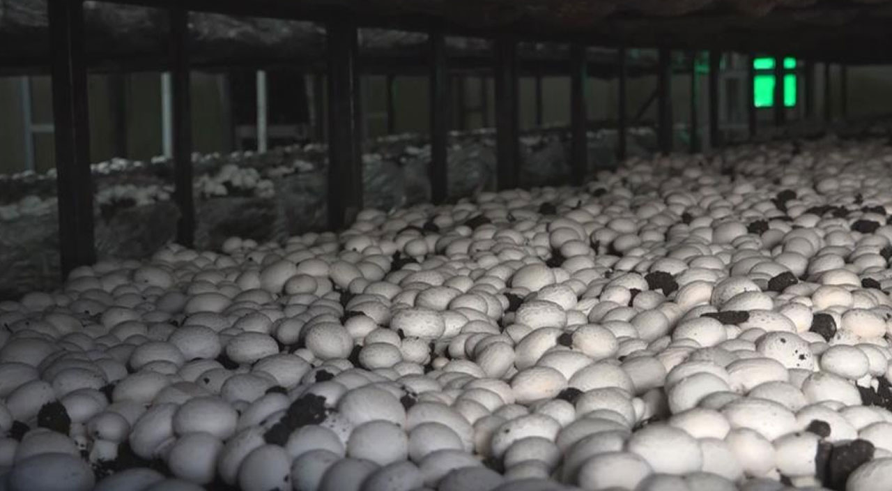 Mantar çiftliği kuran ev hanımı hasat başı 10 bin TL kazanıyor