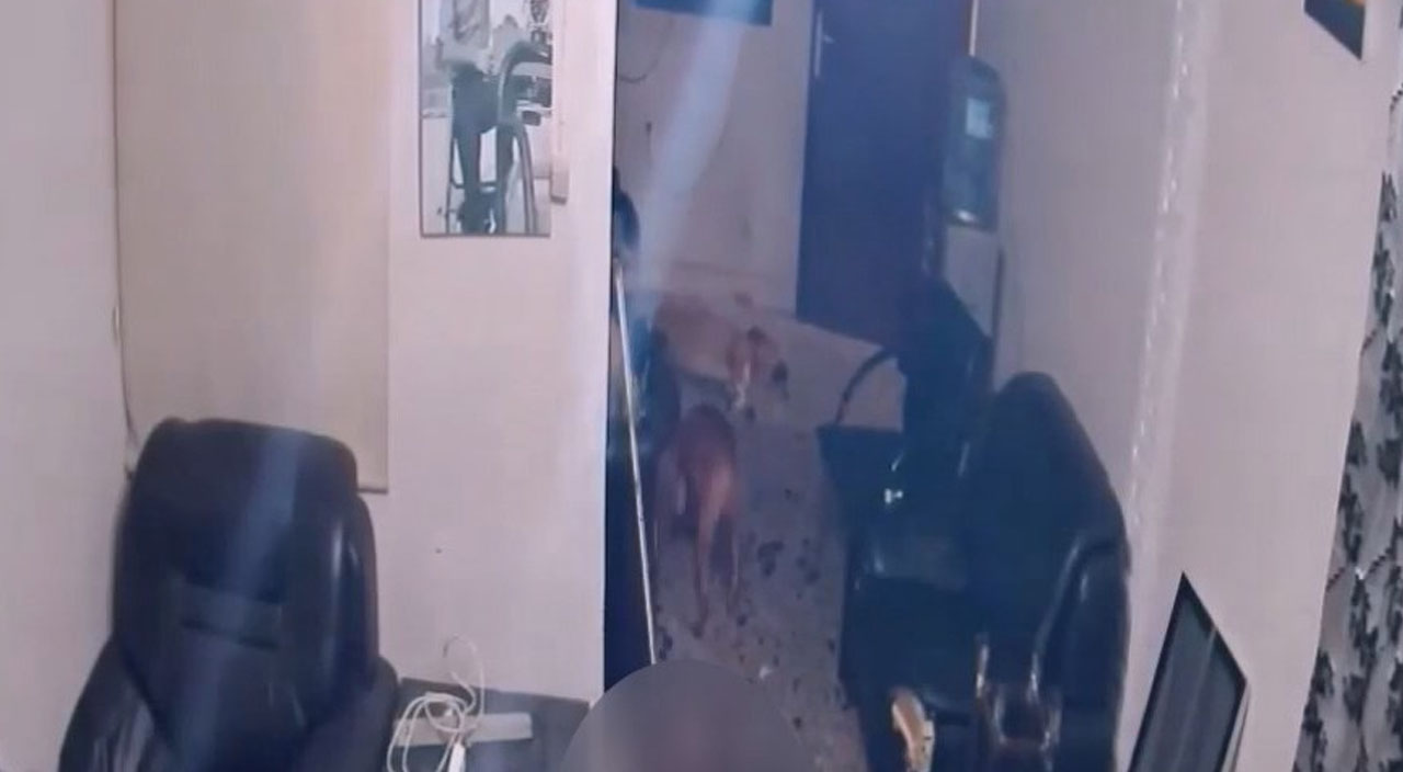 Köpekleri silah olarak kullanan pitbullcu çete çökertildi