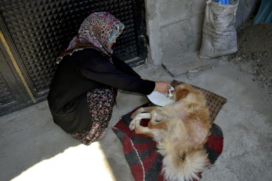 Felçli köpeği hayatta tutan 'anne' sevgisi