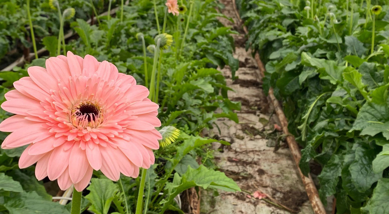 Topraksız serada üretiyor, yurt dışına iki katı fiyata satıyor