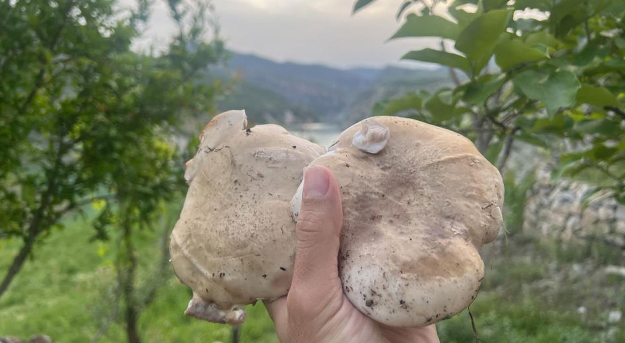 Sipariş üzerine toplanıyor: Kırmızı etin yerine tüketiliyor Sipariş üzerine toplanıyor: Kırmızı etin yerine tüketiliyor
