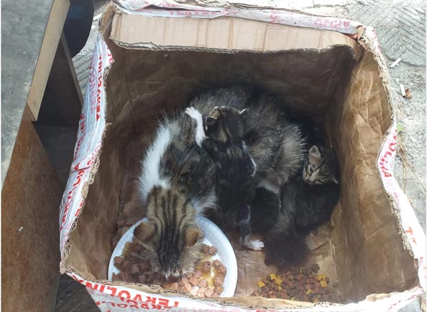 Bunun adı vicdansızlık! Ölüme terk ettiler