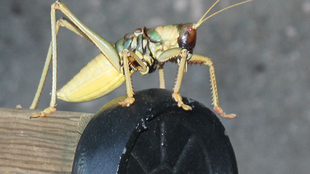 Dev çekirge şaşkına çevirdi