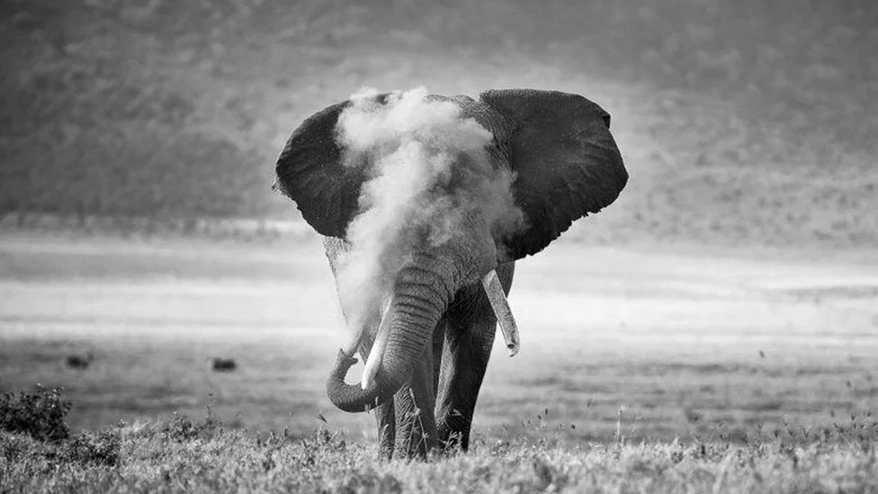 2022'nin en iyi doğa fotoğrafları belli oldu