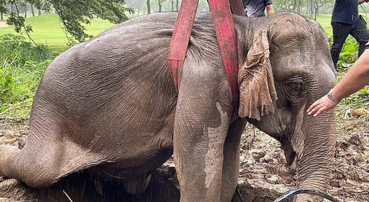 Fil kurtarma operasyonu: Çukurdan kurtarmak için ekipler seferber oldu