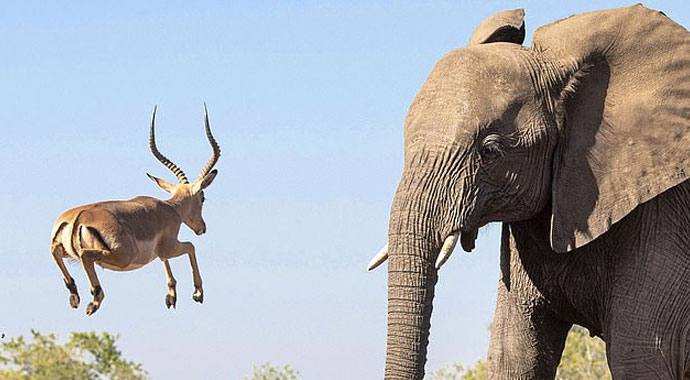 Antilop fille kafa kafaya geldi