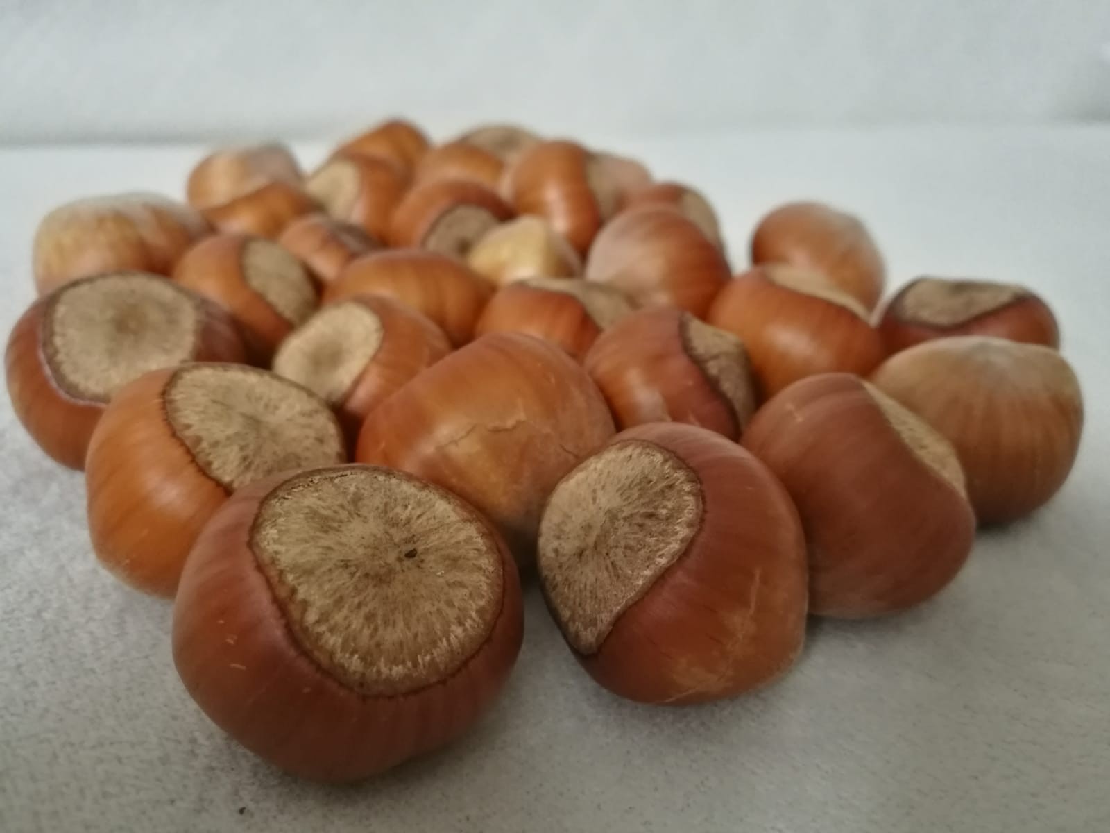 Ceviz büyüklüğündeki fındık, görenleri şaşırtıyor!