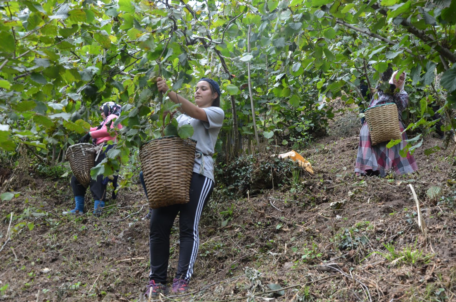 Ve ilk fındık hasadı başladı
