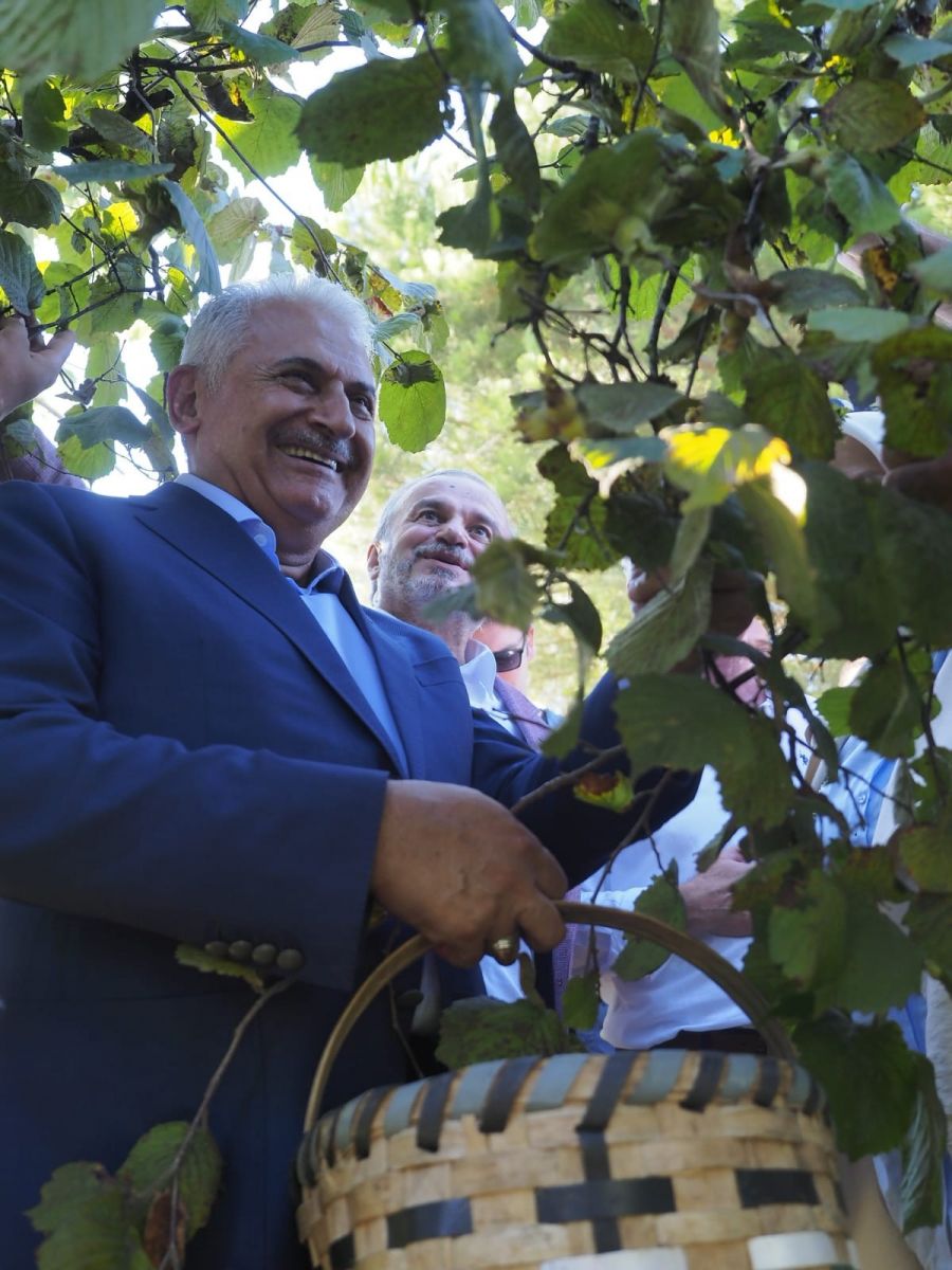 Binali Yıldırım Düzce’de fındık topladı