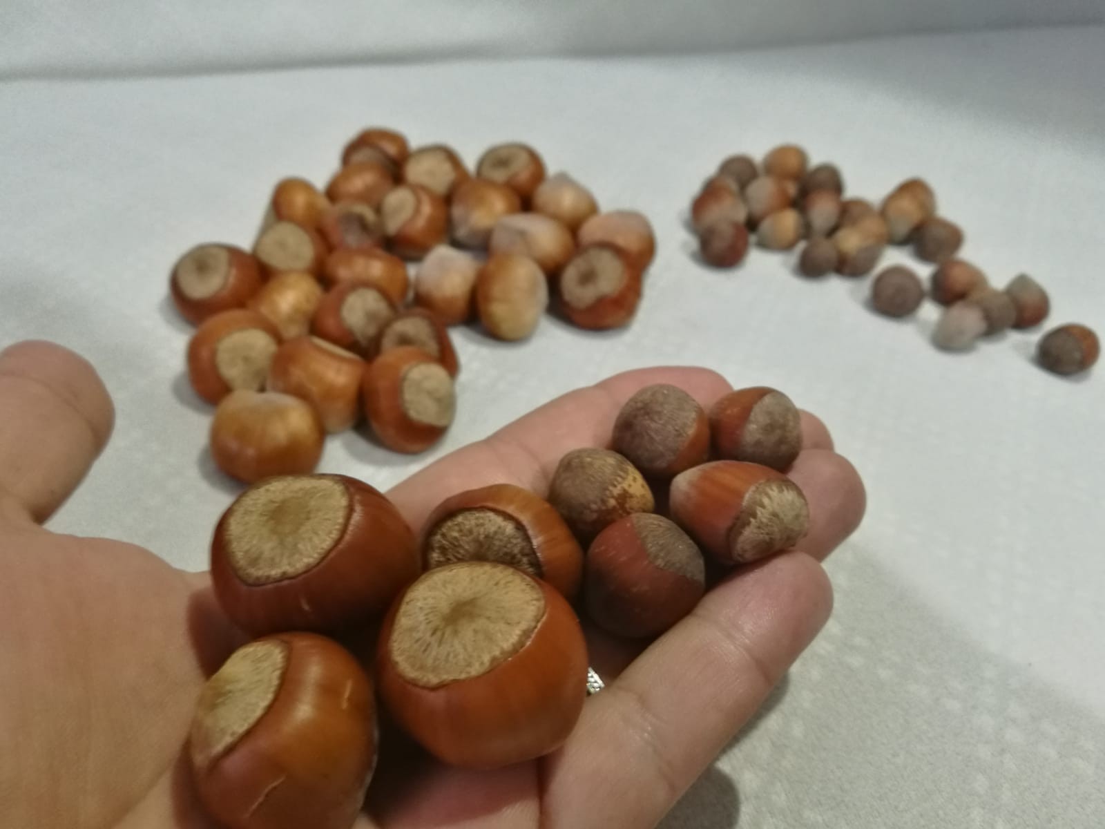 Ceviz büyüklüğündeki fındık, görenleri şaşırtıyor!