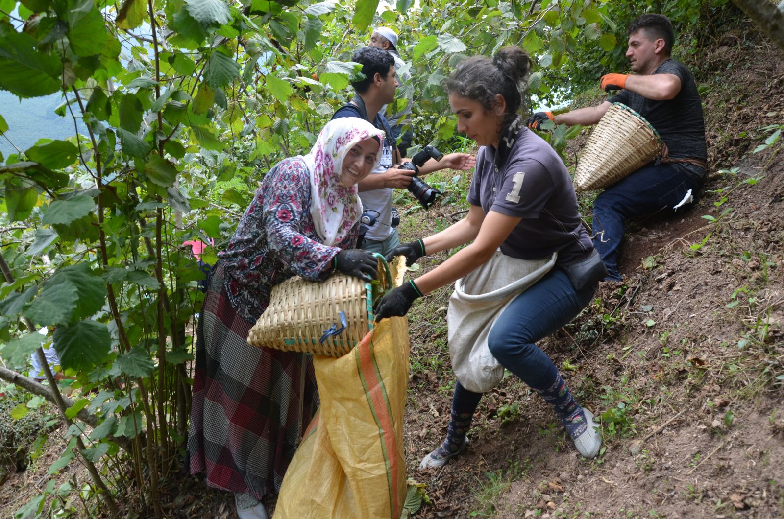 Ve ilk fındık hasadı başladı